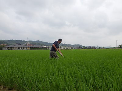 6月20日、除草する石橋さん