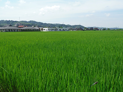 7月11日の石橋さんの田んぼ