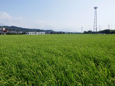 8月4日の田んぼ