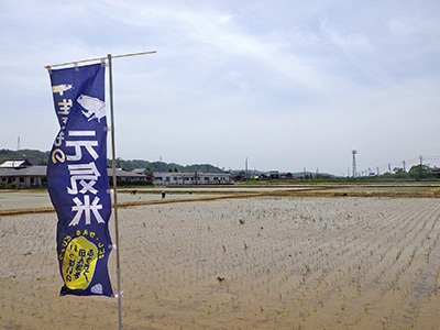 IKi789田植え後