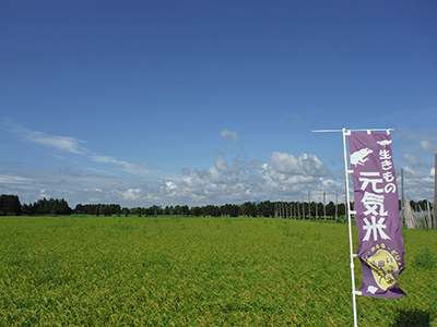 石橋さんの田んぼ8月18日