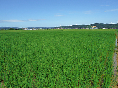 7月20日のOneさんの田んぼの様子
