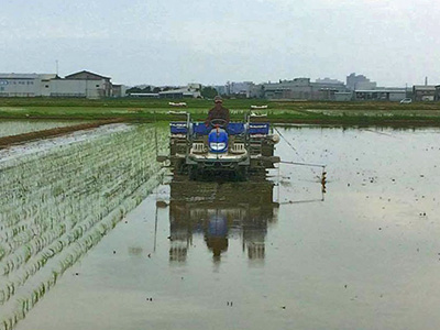 田植え中のOSa7475