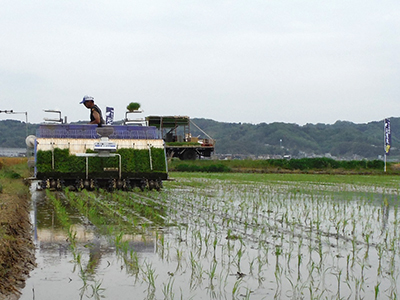田植え作業中