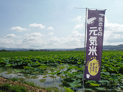 レンコン田