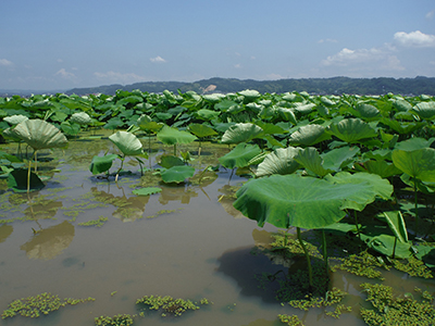 大きなレンコンの葉