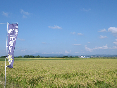 9月7日のOneさんの田んぼ