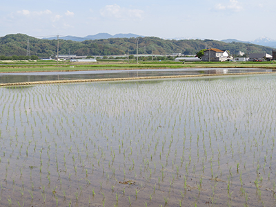 代掻き中