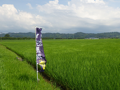 7月17日様子