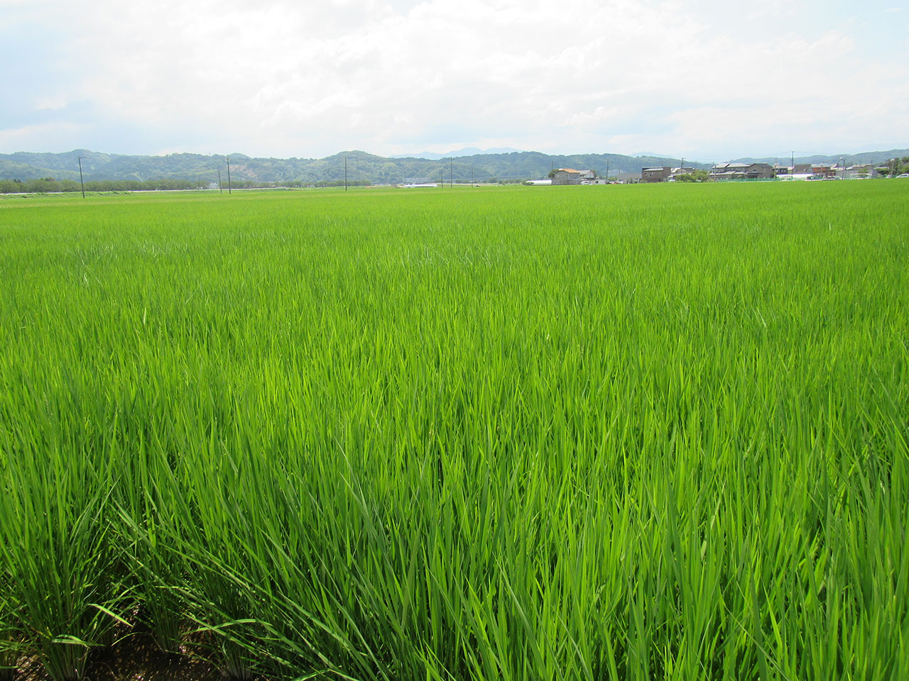 7月26日の田んぼの様子