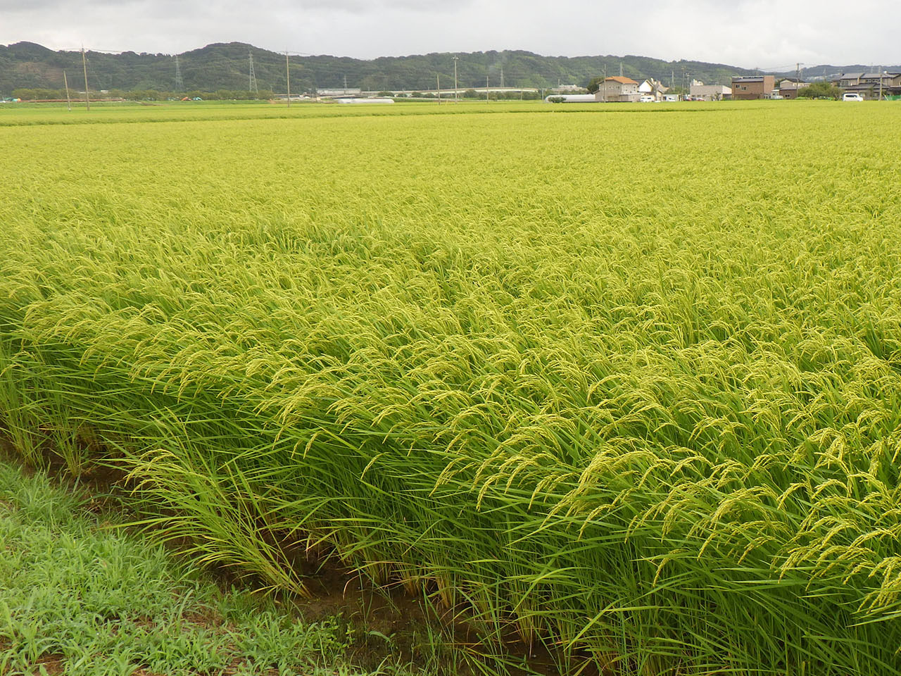 8月10日の田んぼの様子
