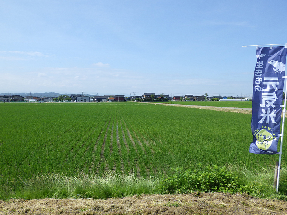 6月22日の田んぼの様子