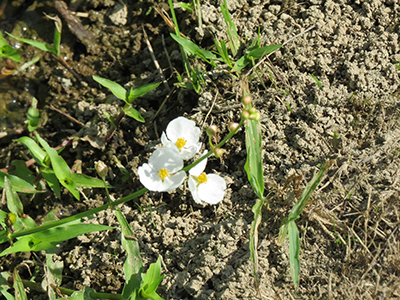 4月16日荒おこし中
