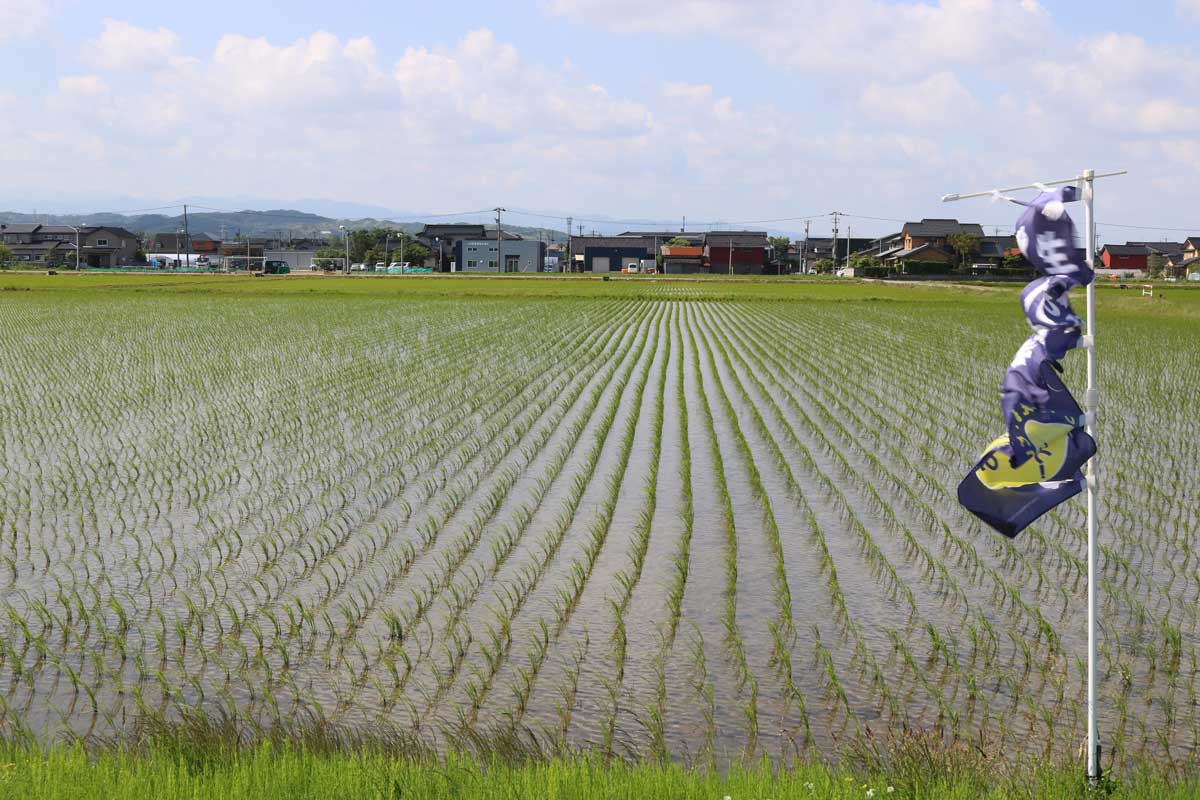 5月31日　田んぼの様子