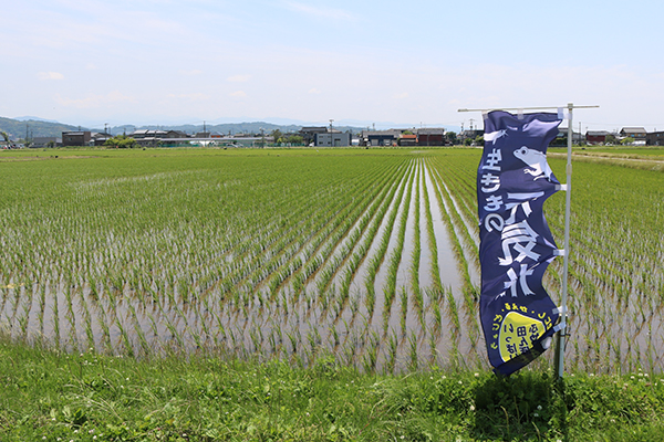6月1日の田んぼ