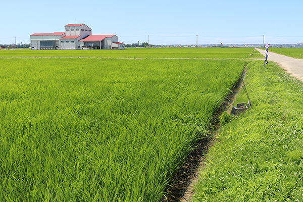 7月5日の田んぼ