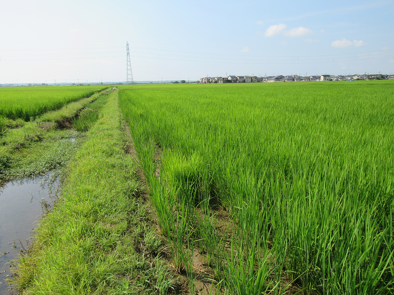 7月26日の田んぼの様子