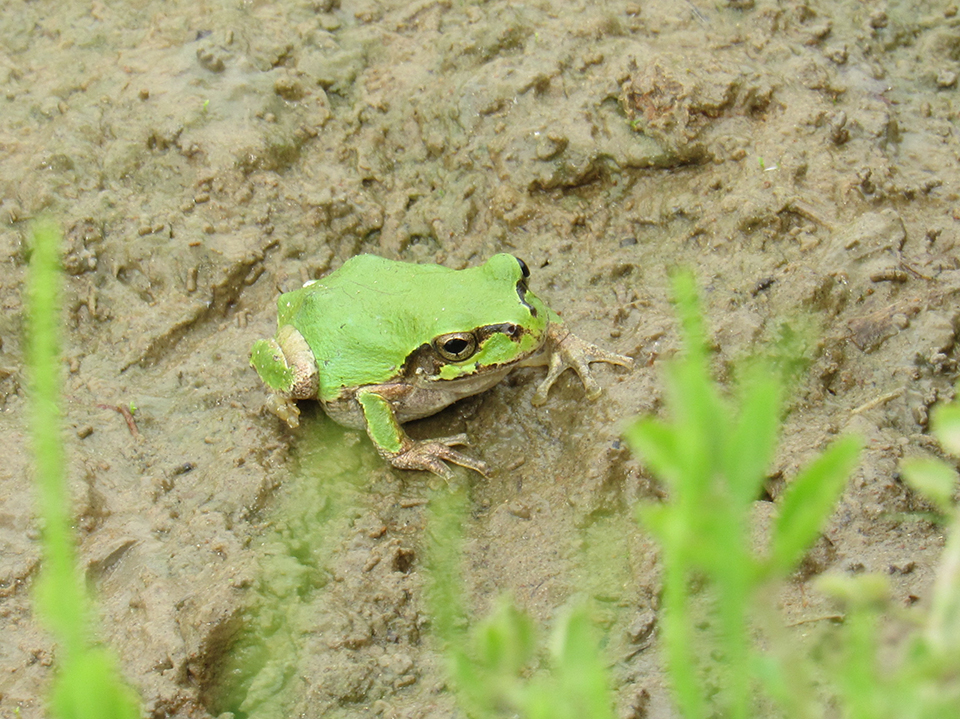 ニホンアマガエル