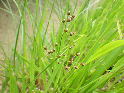 除草中
