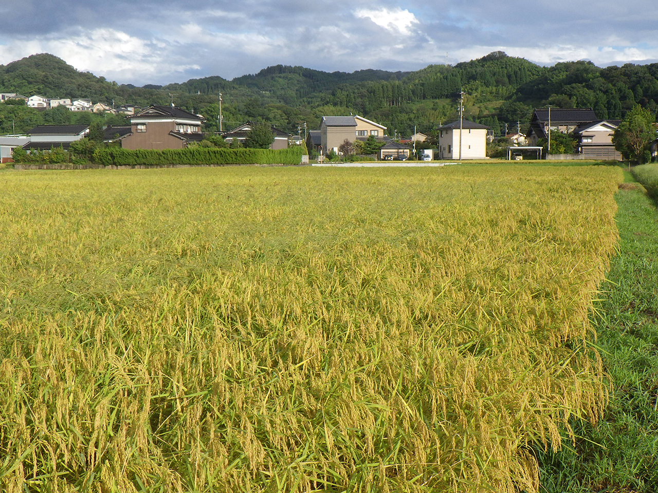 9月4日田んぼの様子