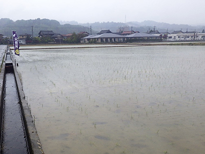 田植え後の田んぼの様子。