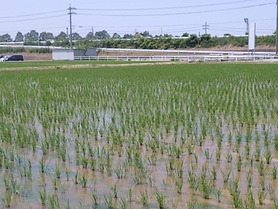 除草中