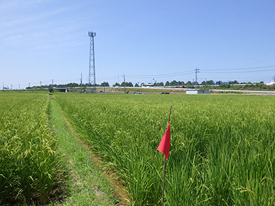 田植え後の田んぼの様子。