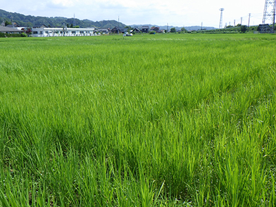 7月17日様子