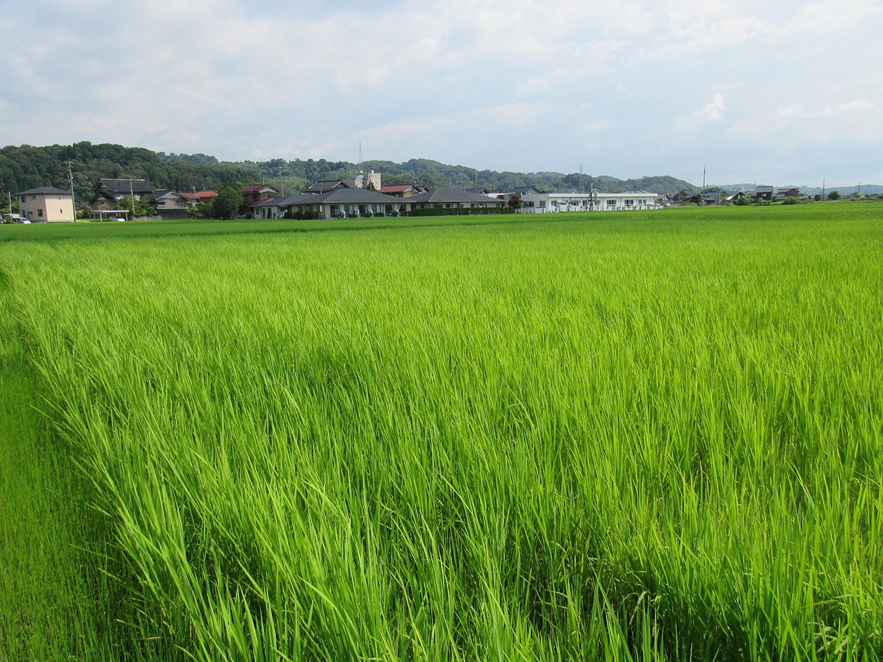7月26日田んぼの様子