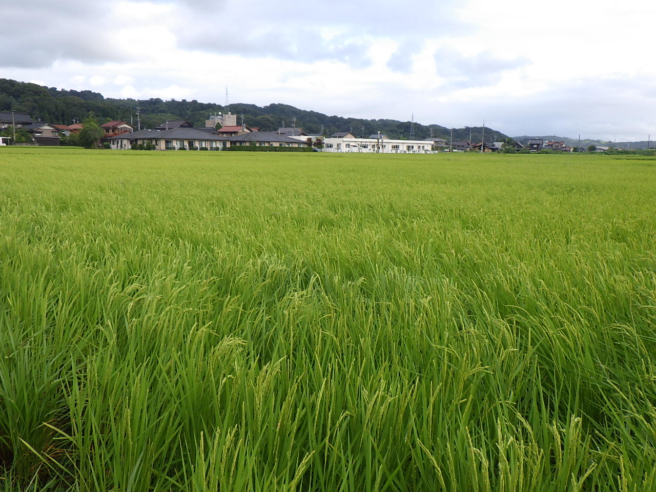 8月10日の田んぼの様子