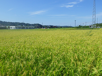 8月29日の田んぼ