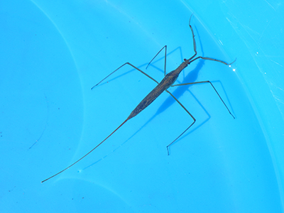 ミズカマキリ