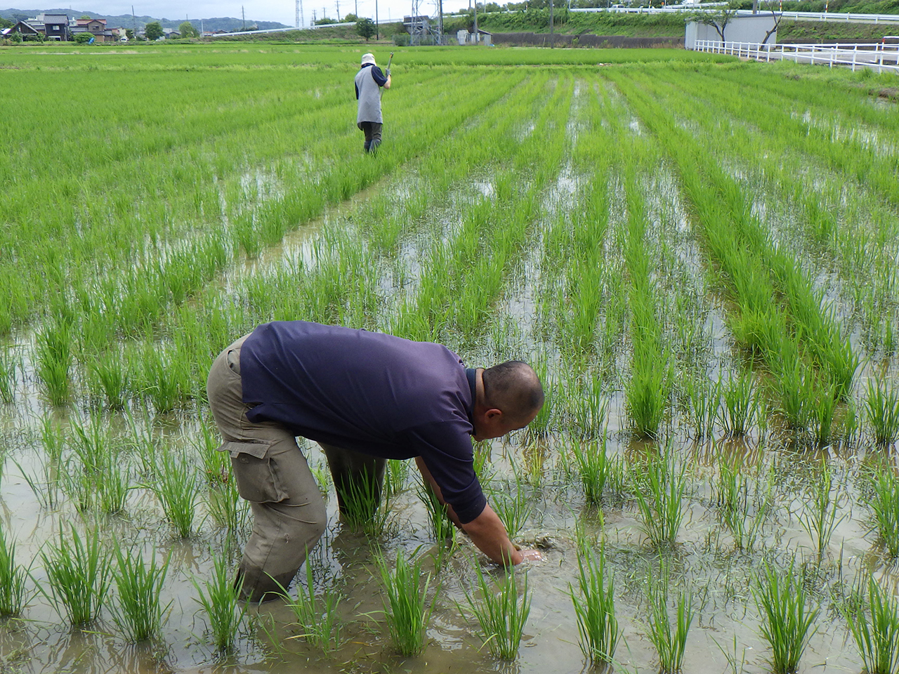 除草中