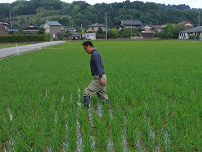除草中