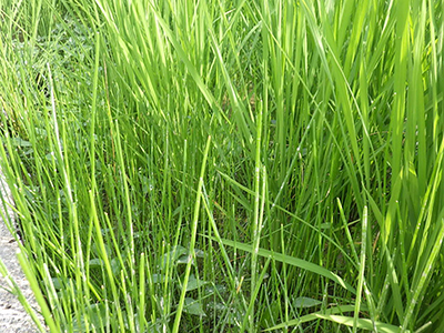 田植え後の田んぼの様子。