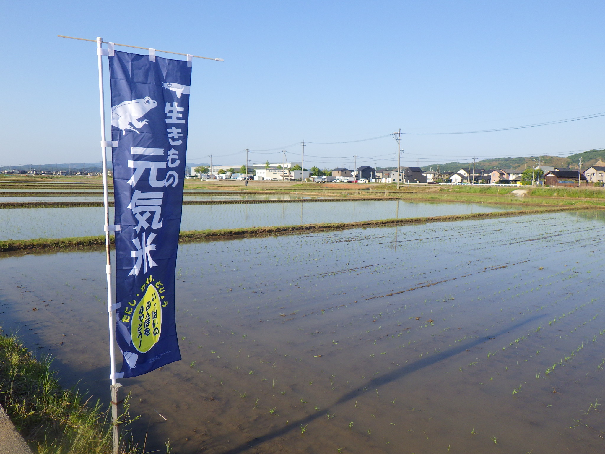 田植え