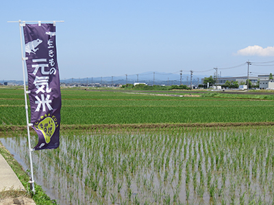 7月7日、青々としている田んぼ