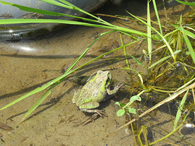 4月16日荒おこし中