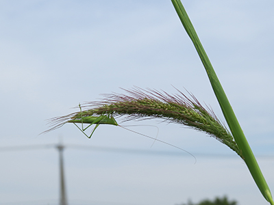 7月7日、青々としている田んぼ