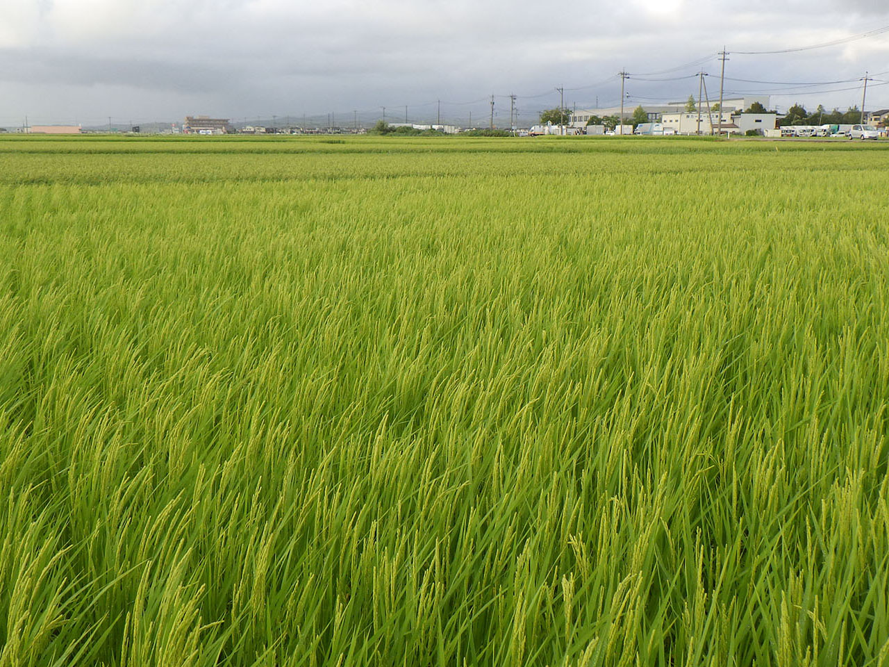8月10日の田んぼの様子