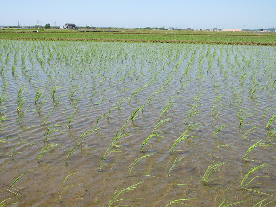 5月28日の田んぼの様子