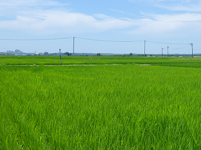 7月6日の田んぼ