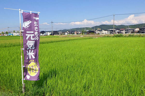 7月24日田んぼの様子