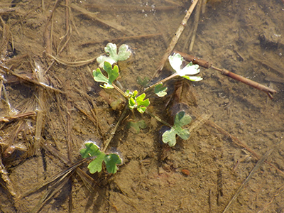 5月4日、田植え中