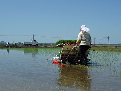 5月4日、田植え中
