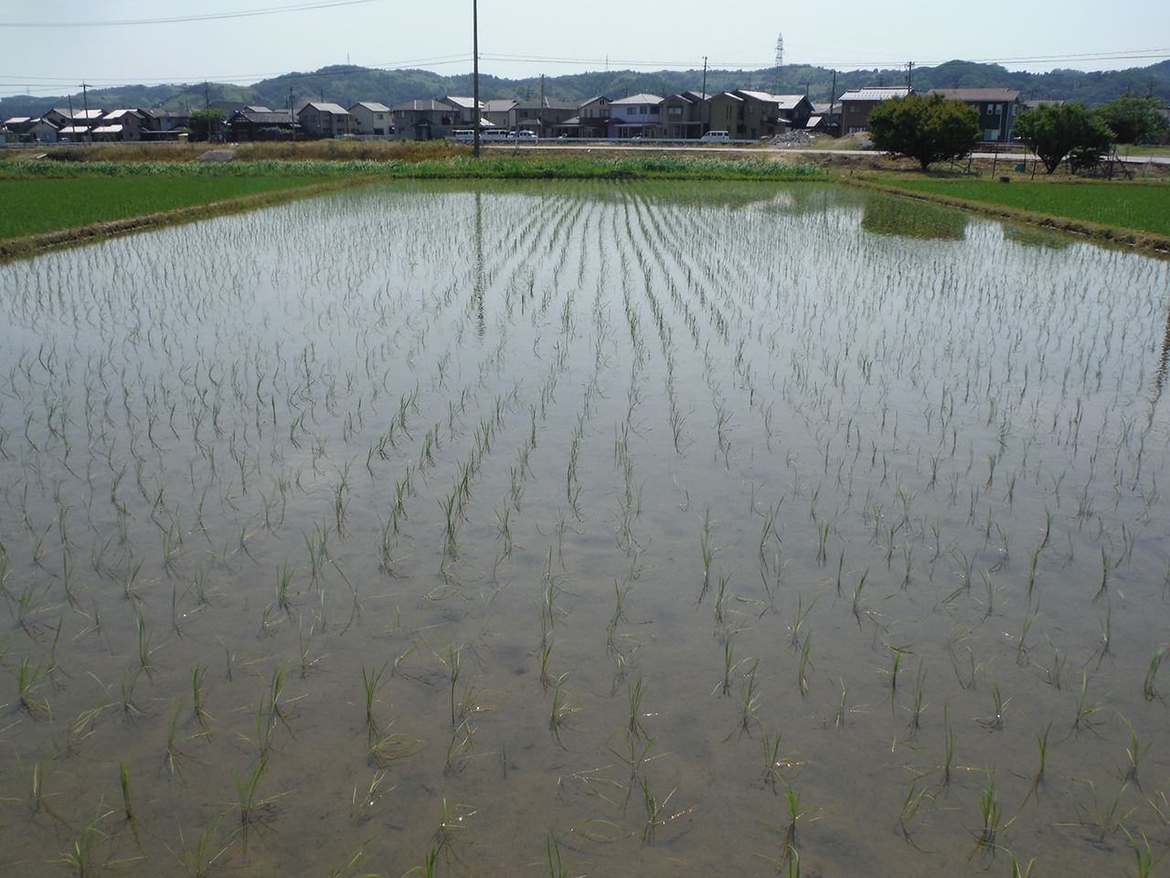 6月7日田んぼの様子