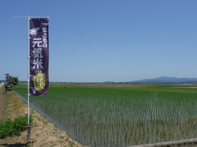 5月17日田んぼの様子