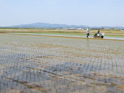 5月17日田んぼの様子