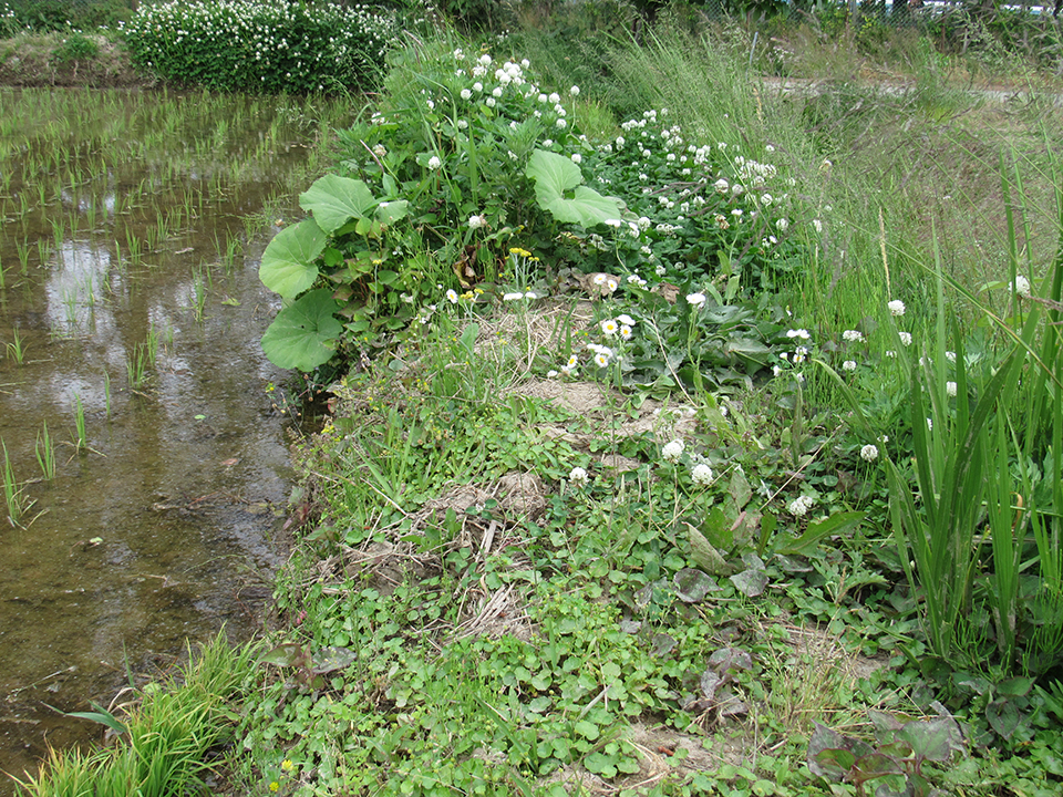 5月26日の田んぼの様子