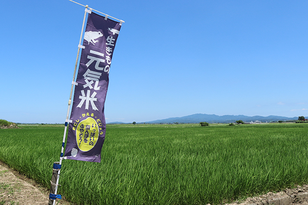 7月5日の田んぼの様子